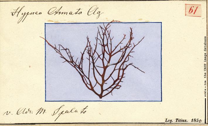 Hypnea musciformis 61.jpg